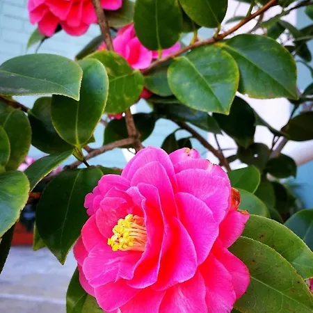 Il Giardino All'angolo