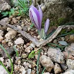 Il Giardino All'angolo * Villacidro