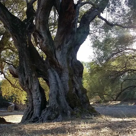 Il Giardino All'angolo 维拉奇多