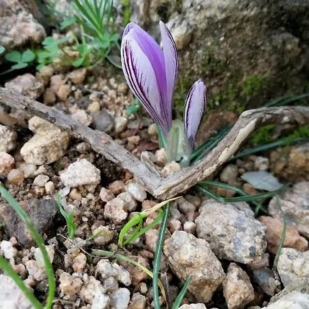 Il Giardino All'angolo * Villacidro