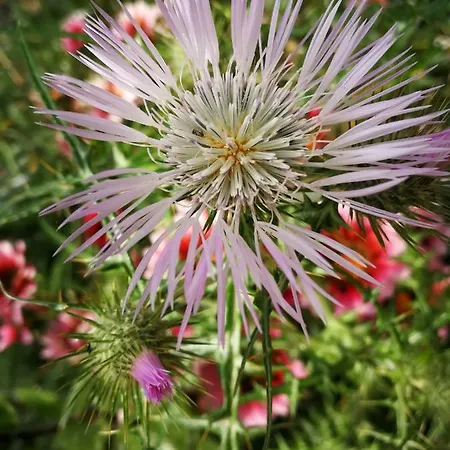 Il Giardino All'angolo * Villacidro